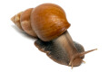 Lissachatina fulica Madagascar adult